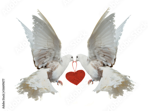 Doves Holding