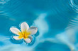 Floating Frangipani