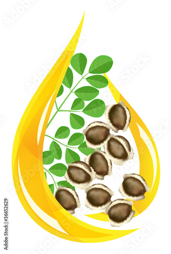 Vector: Moringa oleifera oil. Stylized drop. Moringa oleifera oil. Stylized drop.