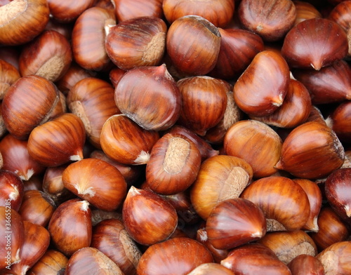 Photo: Chesstnut Chesstnut