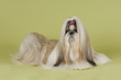 Hunde-Shih-Tzu-11754