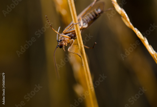 Foto: Köcherfliege kopfüber, trockene Grashalme Köcherfliege kopfüber, trockene Grashalme