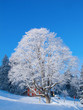 Winter in the alps