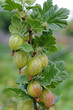 Stachelbeeren