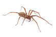 Nahaufnahme einer Spinne (freigestellt)