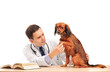 A veterinarian checking up a dog with stethoscope