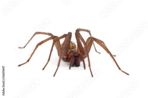 Photo: Nahaufnahme einer Spinne (freigestellt) Nahaufnahme einer Spinne (freigestellt)