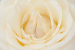 Rosenblüte