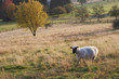 Schaf auf grüner Wiese