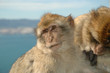 Barbary Ape in the Rock of Gibraltar
