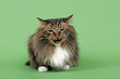 Katzen-Sibirisch 15629
