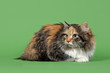 Katzen-Sibirisch 15638