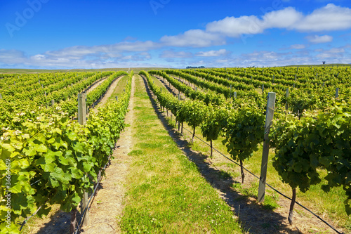 Photo: New Zealand Wine Country New Zealand Wine Country