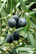 Mature olives on tree.