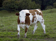 brown and white pied cow on feedlot