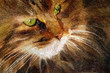 Illustration: Tabby cat close-up. Simulation of old painting style Tabby cat close-up. Simulation of old painting style
