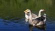 Geese on the lake Geese on the lake