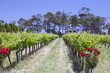 margaret river vineyard
