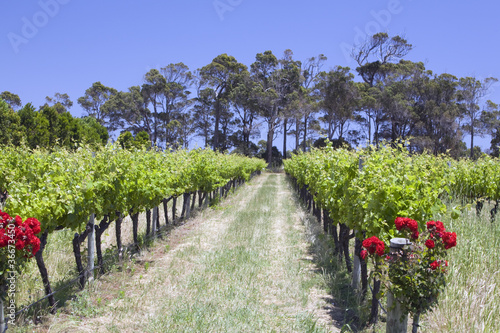 Photo: margaret river vineyard margaret river vineyard