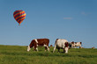 Troupeau de vaches et montgolfière