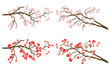 Cherry and plum branches