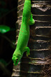 Foto: Gecko Gecko