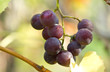 Red grapes Red grapes