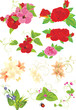 Different flower collection isolated on the white