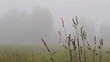 Early morning shot about foggy sunrise