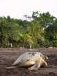 Sea turtle in Tortuguero National Park, Costa Rica