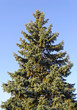 firtree