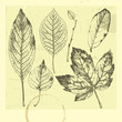 Autumn leaves.