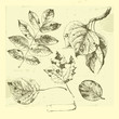 Hand-drawn leaves.