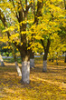 yellow trees