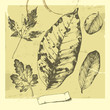 Set of leaves.