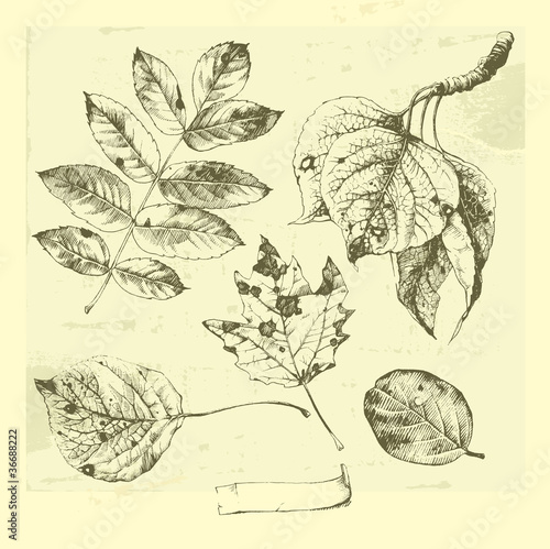 Vector: Hand-drawn leaves. Hand-drawn leaves.