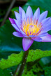 Purple water lilly or Lotus