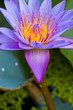 Purple water lilly or Lotus