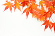 Photo: Japanischer Ahorn Japanischer Ahorn