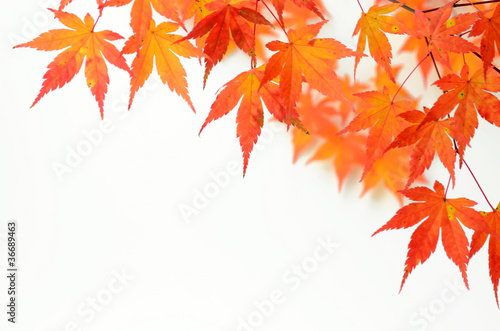 Foto: Japanischer Ahorn Japanischer Ahorn