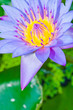 Purple water lilly or Lotus