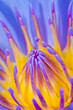 Purple water lilly or Lotus