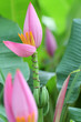 Pink banana blossom