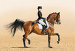 Equestrian sport - dressage