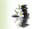frangipani and stones on a white background