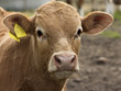 Foto: Kälbchen Kälbchen