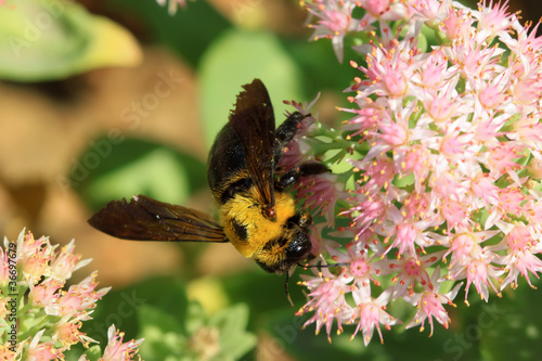 Photo: bees kind of insects bees kind of insects
