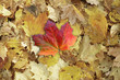 Herbst hintergrund