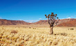 Desert landscape