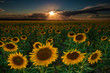 Sunflower Field Of Dreams